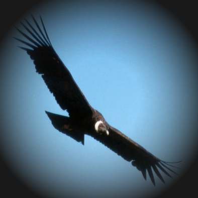 VOLANDO LEJOS